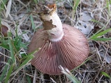 Lactarius hatsudake image