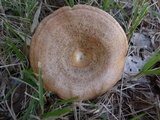Lactarius hatsudake image