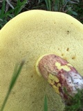Baorangia bicolor image