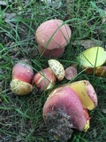 Baorangia bicolor image