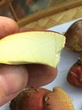 Baorangia bicolor image