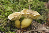 Tricholoma sulphureum image