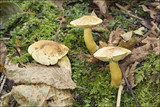 Tricholoma sulphureum image