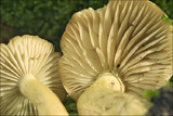 Tricholoma sulphureum image