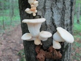 Pleurotus pulmonarius image