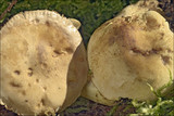 Tricholoma sulphureum image