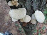 Pleurotus pulmonarius image