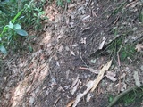 Craterellus fallax image