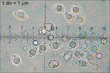 Tricholoma sulphureum image