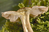 Tricholoma sulphureum image