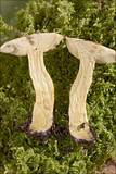 Tricholoma sulphureum image