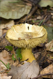 Tricholoma sulphureum image