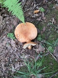Lactarius volemus image