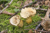 Tricholoma sulphureum image