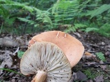 Lactarius volemus image