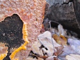 Phlebia radiata image