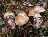 Cortinarius chevassutii image
