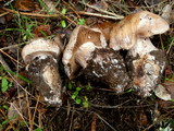 Cortinarius chevassutii image