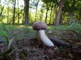 Tylopilus rubrobrunneus image