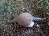 Tylopilus rubrobrunneus image