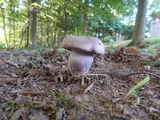 Tylopilus plumbeoviolaceus image