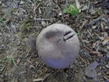 Tylopilus plumbeoviolaceus image