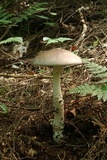 Amanita submaculata image