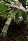 Amanita submaculata image