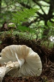 Amanita submaculata image