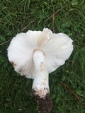 Leucoagaricus barssii image