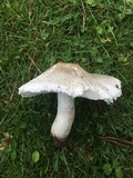 Leucoagaricus barssii image