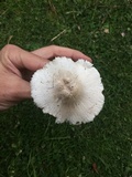 Leucoagaricus barssii image