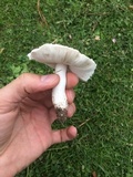 Leucoagaricus barssii image