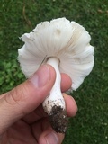 Leucoagaricus barssii image