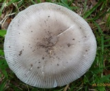 Amanita spreta image