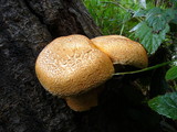 Gymnopilus ventricosus image