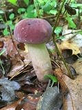 Tylopilus rubrobrunneus image
