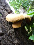 Gymnopilus ventricosus image