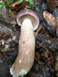 Tylopilus rubrobrunneus image