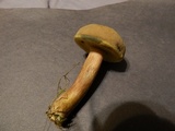 Boletus patrioticus image