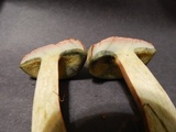 Boletus patrioticus image