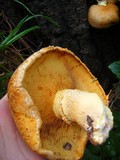 Gymnopilus ventricosus image