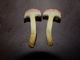 Boletus patrioticus image