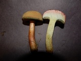 Boletus patrioticus image