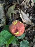 Boletus carminiporus image