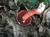 Boletus carminiporus image