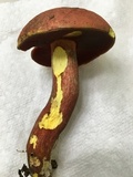 Boletus carminiporus image