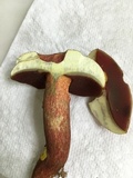 Boletus carminiporus image