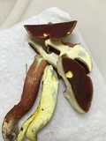 Boletus carminiporus image