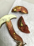 Boletus carminiporus image